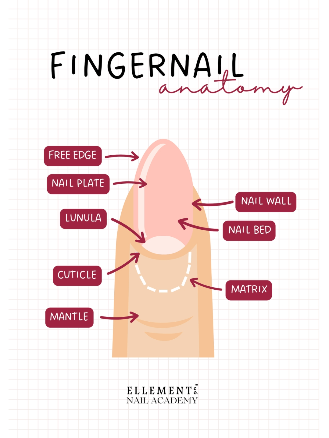 A Beginner's Guide to Nail Anatomy